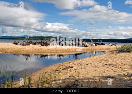 Rentier am Strand von Femunden (See Femunden), Hedmark, Østlandet, Norwegen Stockfoto