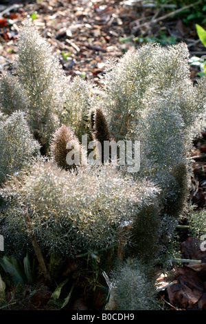 FOENICULUM VULGARE PURPUREUM BRONZE FENCHEL ANFANG MAI Stockfoto