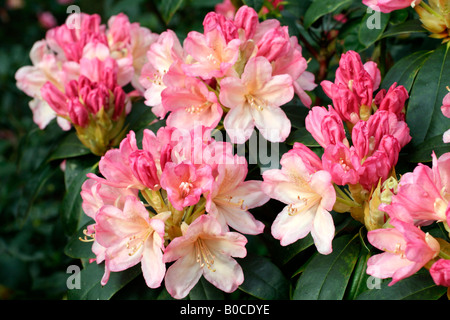 RHODODENDRON PERCY WISEMAN AGM Stockfoto