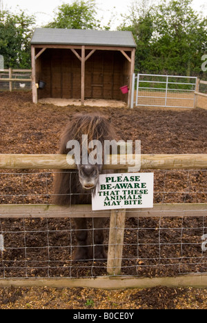 Pony auf der Junior Farm bei Wroxham Scheunen In Norfolk, Großbritannien Stockfoto