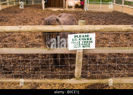 Pony auf der Junior Farm bei Wroxham Scheunen In Norfolk, Großbritannien Stockfoto