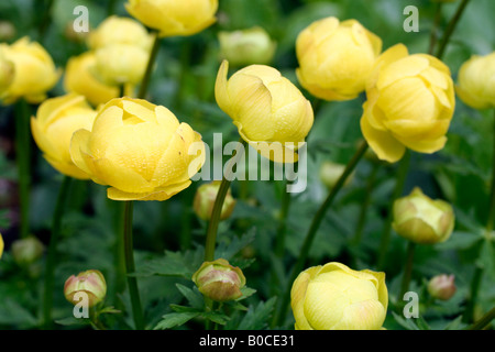 TROLLBLUME X CULTORUM FRÜHESTENS DER ALLE GELBE TROLLBLUME Stockfoto