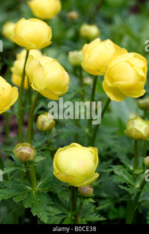 TROLLBLUME X CULTORUM FRÜHESTENS DER ALLE GELBE TROLLBLUME Stockfoto