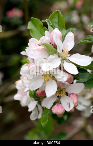 MALUS DOMESTICA KATJA SYNONYM KATY BLÜHEN ANFANG MAI Stockfoto