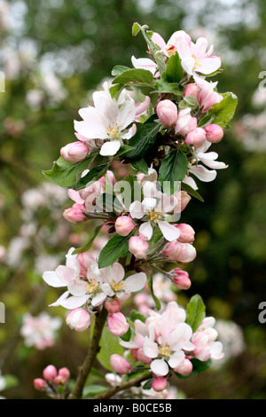 MALUS DOMESTICA KATJA SYNONYM KATY BLÜHEN ANFANG MAI Stockfoto