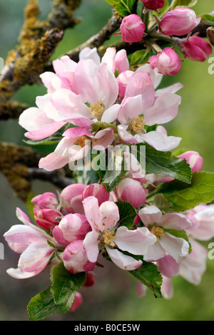 MALUS DOMESTICA SONNENUNTERGANG AGM BLÜHEN ANFANG MAI Stockfoto