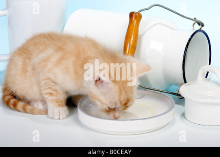 Sechs Wochen alte rote Kätzchen trinken Milch Stockfoto