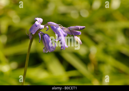 Bluebell in Hemheath und Newstead Woods Stockfoto