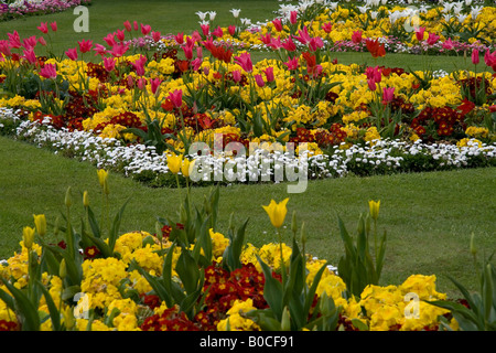 Anzeige von Tulpen und Primeln eingefasst mit Bellis Gänseblümchen, im Botanischen Garten Southport, Merseyside, England im Frühjahr 2008 übernommen. Stockfoto