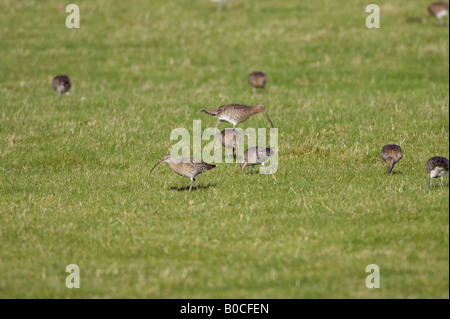 Brachvogel Numenius Arquata Fütterung im Feld Stockfoto