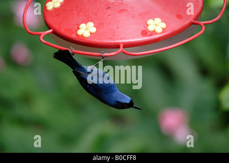 [Maskierten Flowerpiercer] [Diglossa Cyanea] hängen von Vogelhäuschen [Bellavista Nebelwald Reservat], Ecuador, "Südamerika" Stockfoto