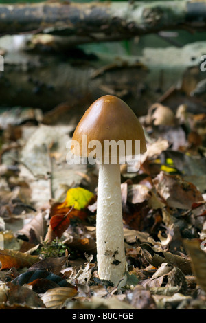 Tawny Grisette Pilze Stockfoto