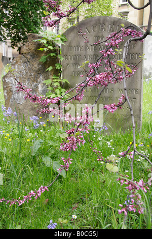 Gräber im Frühjahr, St. Maria-Magdalena-Kirche-Oxford Stockfoto