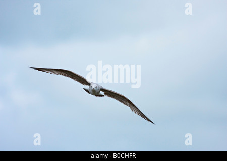 Juvenile Silbermöwe im Flug Stockfoto