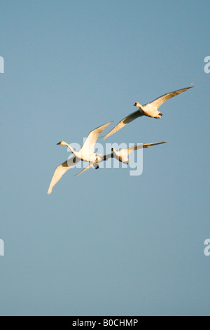 Tundra Schwäne (Cygnus Columbianus), Lower Klamath Basin National Wildlife Refuge im Herbst (Herbst), California Stockfoto