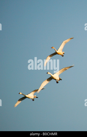 Tundra Schwäne (Cygnus Columbianus), Lower Klamath Basin National Wildlife Refuge im Herbst (Herbst), California Stockfoto