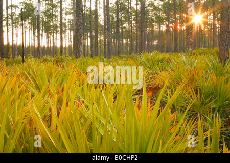 Slash-Kiefer (Pinus Elliottii) und Palmetto bei Sonnenaufgang, Okefenokee Swamp National Wildlife Refuge, Georgien Stockfoto