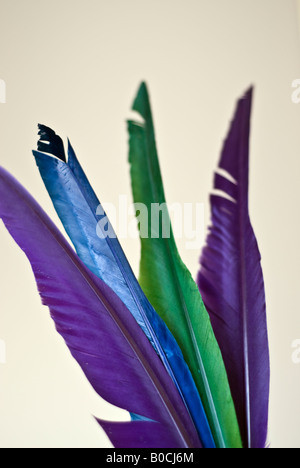 "Bunt" Federn "Studioaufnahme" Produkt "Still Life"-Mix Stockfoto