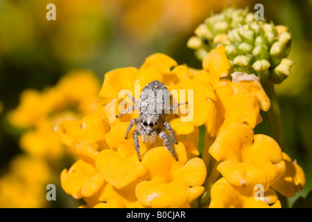 Eine graue Spinne auf einen Zwerg gelb Lantana springen Stockfoto