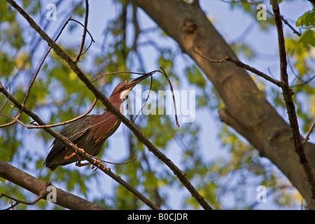 Grün-Heron sammeln Stöcke für Schachteln Stockfoto