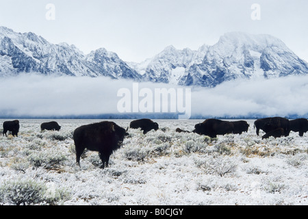 Bison-Herde im Winter unter den Grand Teton, Grand-Teton-Nationalpark, Wyoming Stockfoto