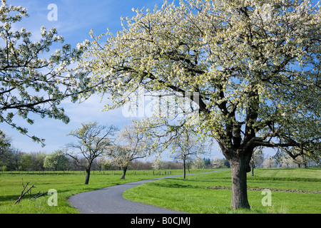 LANDSTRAßE, GESÄUMT VON BLÜHENDEN APFEL-BÄUME-ELSAß-FRANKREICH Stockfoto