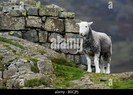 Herdwick-schafe im Hard Knott Fort im englischen Lake District. Stockfoto