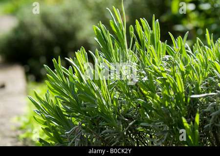 Jungen Lavendel Triebe in der Nachmittagssonne Stockfoto