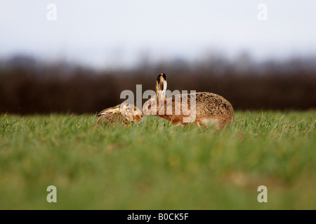 Zwei Hasen erscheinen zu küssen Stockfoto