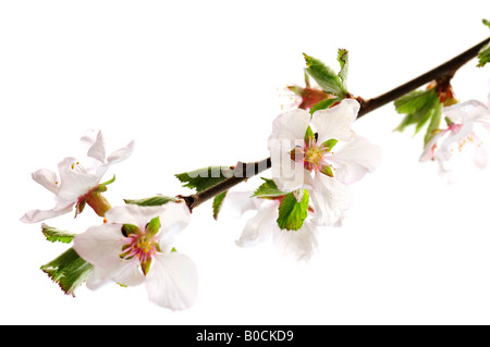 Zweig mit rosa Kirschblüten isoliert auf weißem Hintergrund Stockfoto