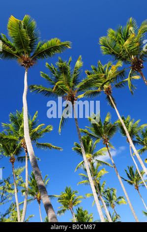 Grüne Palmen am blauen Himmelshintergrund Stockfoto
