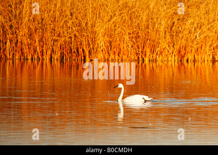 Tundra Schwäne (Cygnus Columbianus), Lower Klamath Basin National Wildlife Refuge im Herbst (Herbst), California Stockfoto