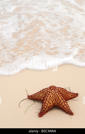 Seestern und Ocean Wave am tropischen Sandstrand Stockfoto