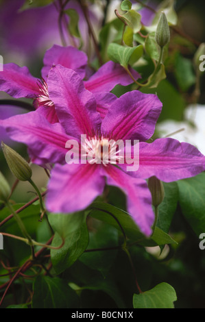 Arzt Ruppel Clematis Blume Stockfoto