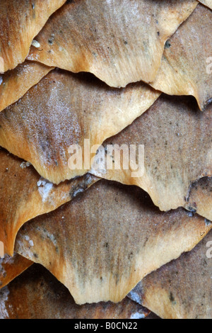 Pigna Strobilo Abete Rosso Picea Excelsa Particolare Nahaufnahme Parco Nazionale Gran Paradiso im Aostatal Italia Stockfoto