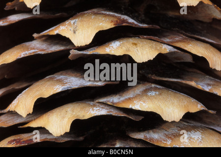 Pigna Strobilo Abete Rosso Picea Excelsa Particolare Nahaufnahme Parco Nazionale Gran Paradiso im Aostatal Italia Stockfoto