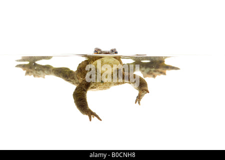 Gemeinsamen Kröte im Wasser Stockfoto