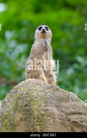 Erdmännchen: Suricata suricatta Stockfoto