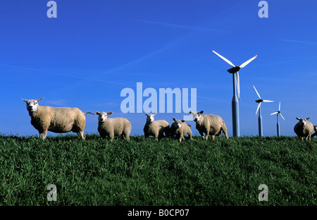 Texel Niederlande Familie der Schafbeweidung vor Windmühle Bauernhof Stockfoto