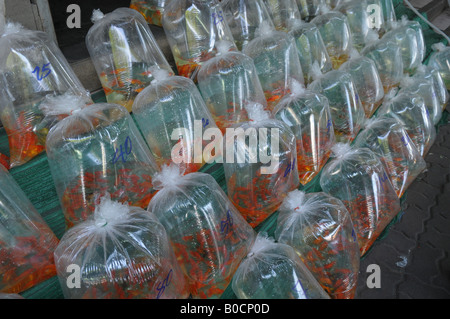 Schöne Fische in Plastiktüte zum Verkauf, JJ (Chatachuk Wochenende Markt) Stockfoto