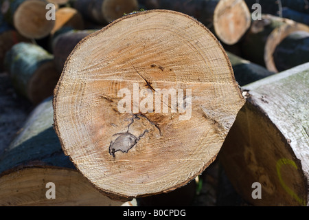 Querschnitt EINES BEECH TREE TRUNK ANGEZEIGT JAHRRINGE ELSASS FRANKREICH EUROPA Stockfoto