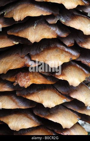 Pigna Strobilo Abete Rosso Picea Excelsa Particolare Nahaufnahme Parco Nazionale Gran Paradiso im Aostatal Italia Stockfoto