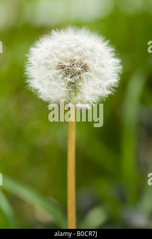 Löwenzahn-Uhr - Saatgut Kopf Stockfoto