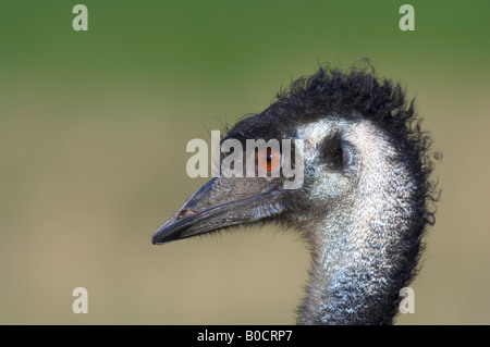 Emu Dromaius Novaehollandiae Nahaufnahme des Kopfes im Profil Stockfoto