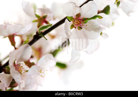 Makroaufnahme einer rosa Kirschblüten isoliert auf weißem Hintergrund Stockfoto