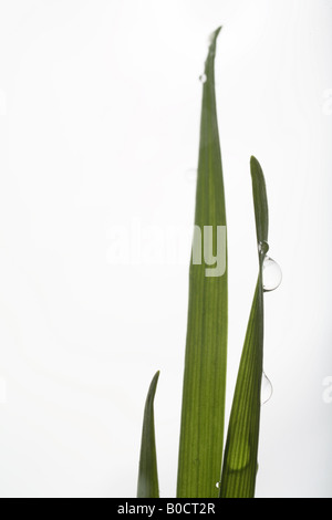 Drei Weizenhalme mit Tau, Nahaufnahme Stockfoto