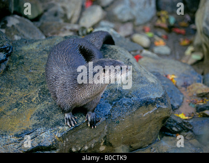 USA-Porträt eines gemeinsamen nördlichen Flusses Otter Lontra Canadensis am Ufer eines Flusses auf der Suche nach Krebsen Stockfoto