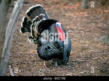 Ein Porträt von einem Wildtruthahn Meleagris Gallopavo einen gemeinsamen großen Vogel in den Wäldern von fast allen US-Bundesstaaten Stockfoto