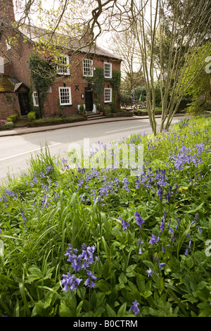 UK Cheshire Mobberley Glockenblumen und Kirche Inn Stockfoto