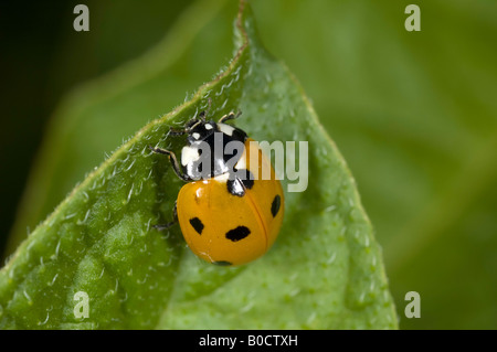 7-Punkt Marienkäfer, Coccinella 7-Trommler Stockfoto